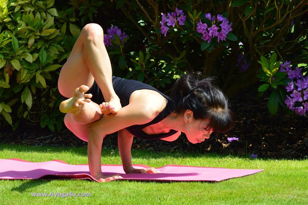 Yoga Pose - Masikanagasana - click to view gallery of Ashtanga Yoga Poses